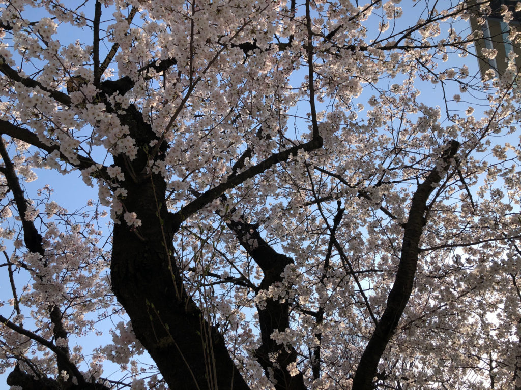 桜